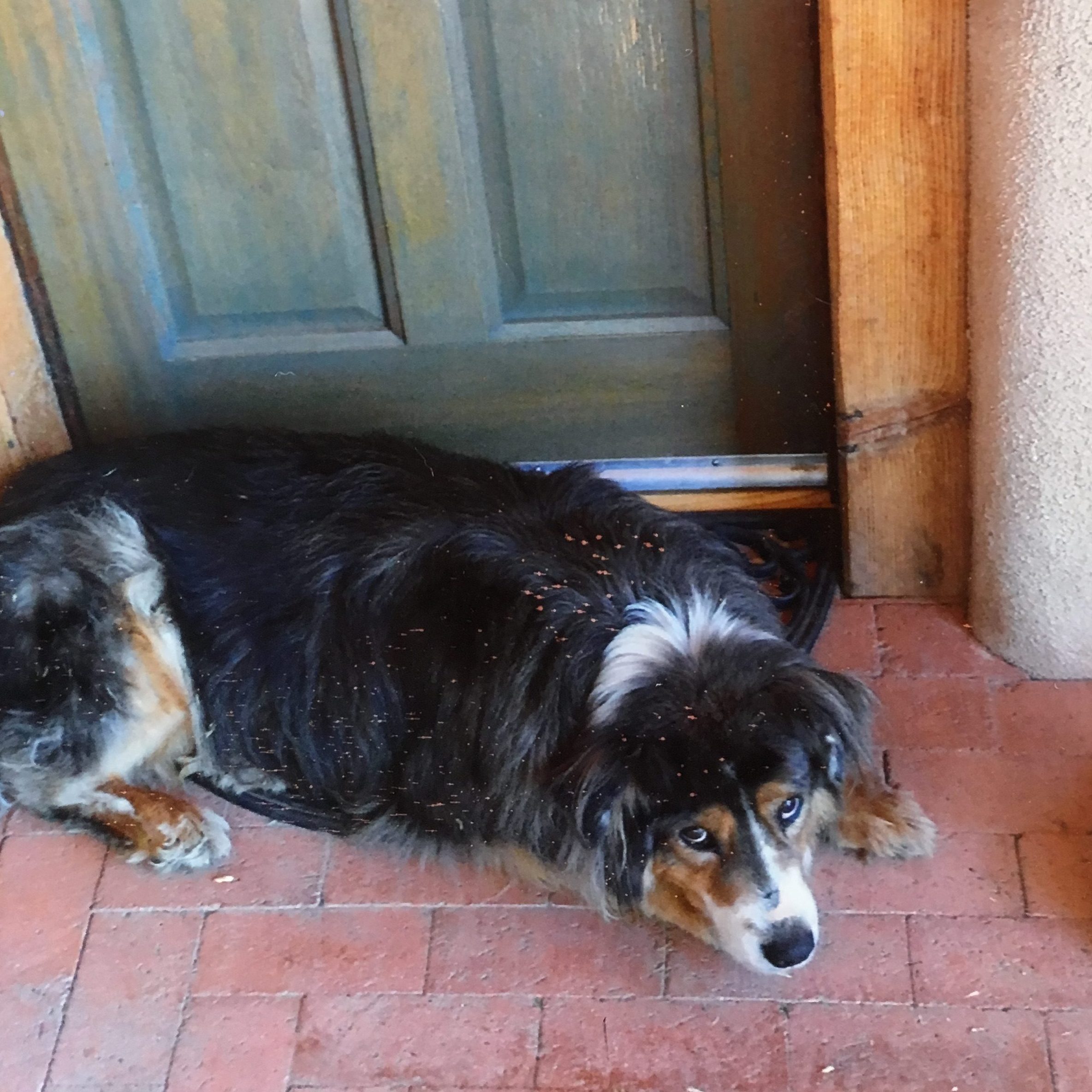 dog laying in doorway