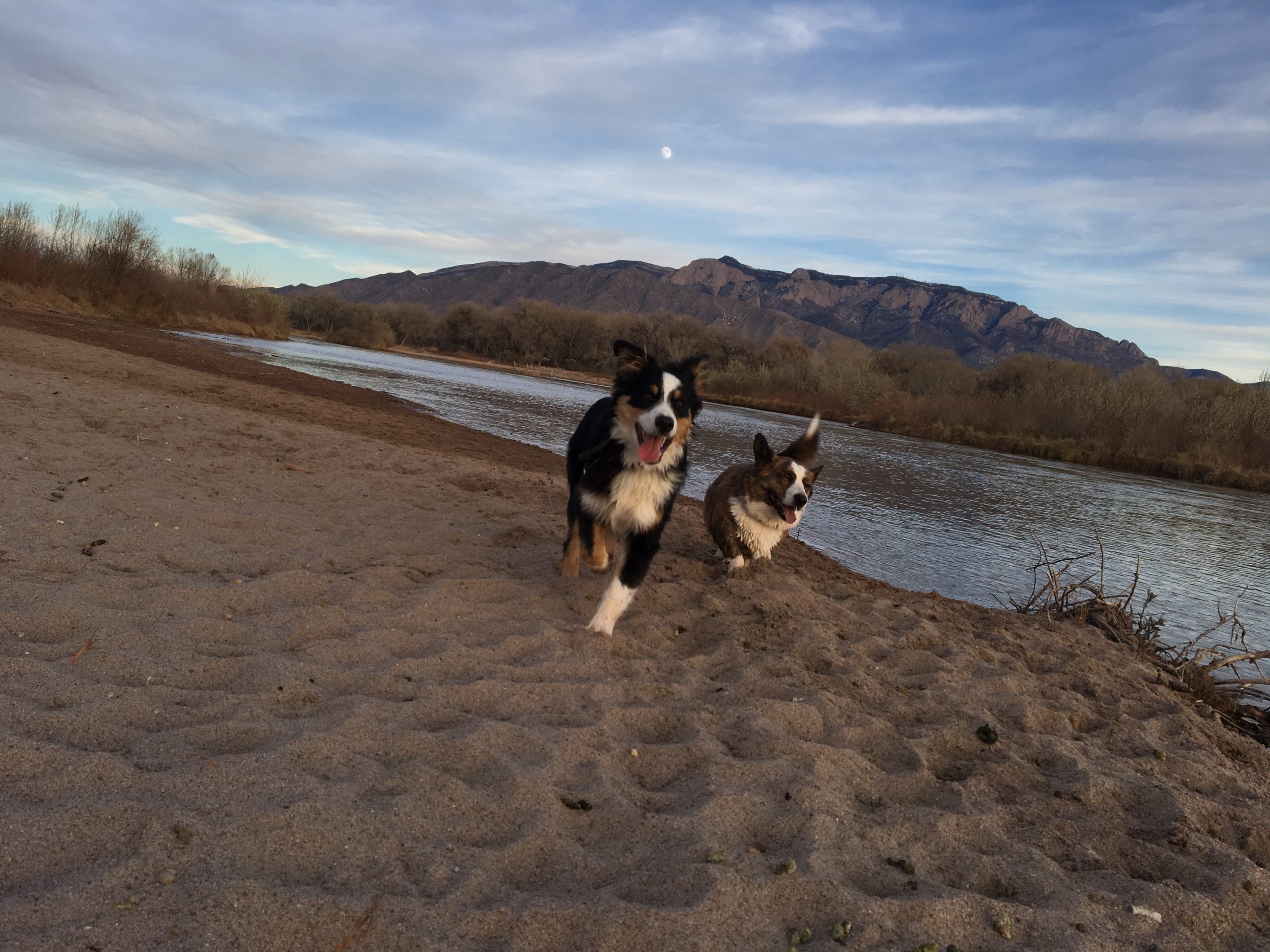 Dogs running by river