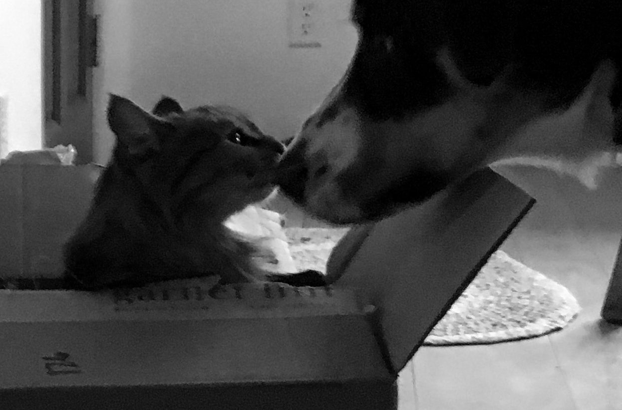 kitten and dog touching noses